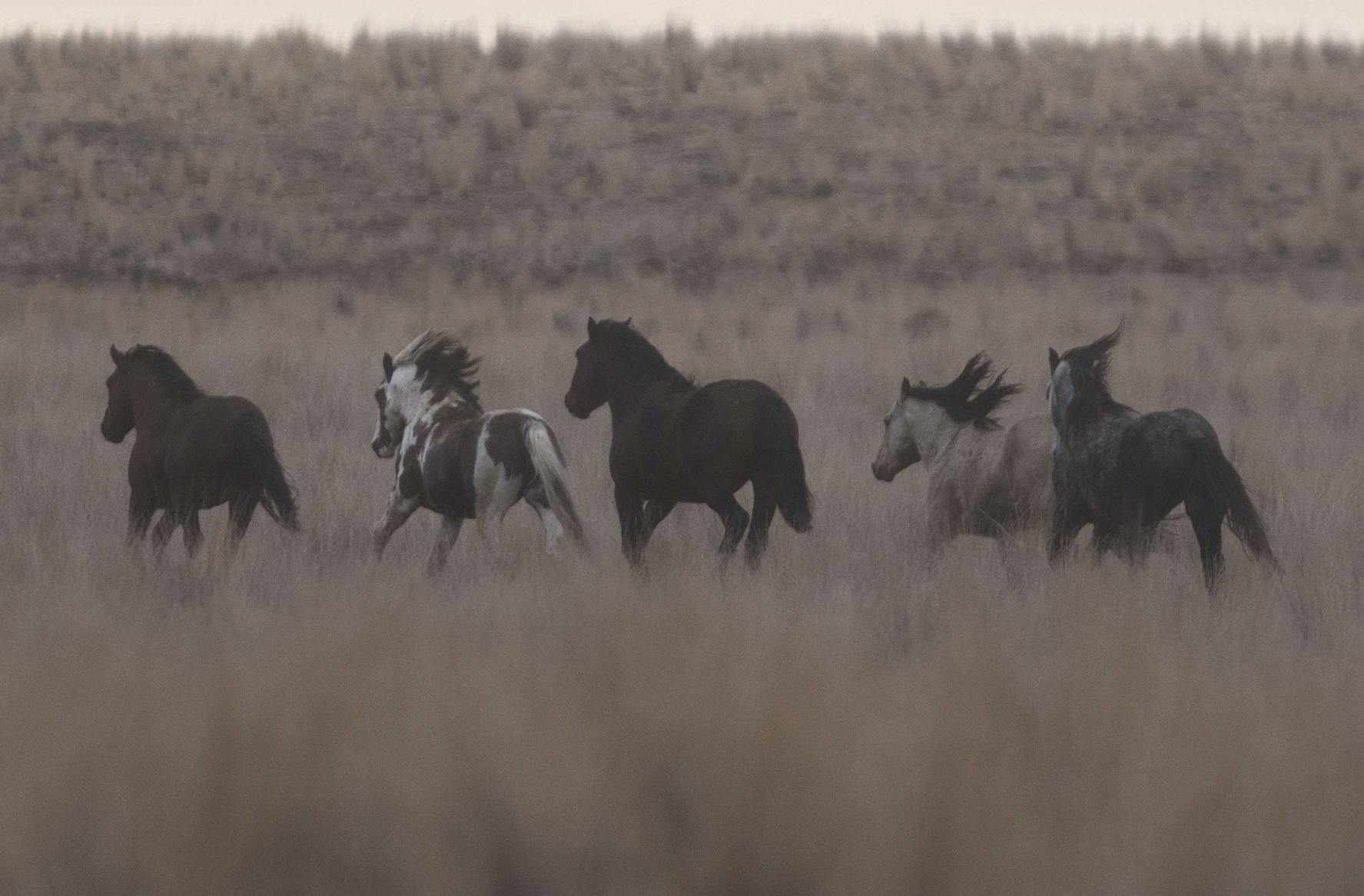 BLM releases 11 horses back into the wild